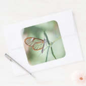 Charming Clear-Wing Butterfly Quadratischer Aufkleber (Umschlag)