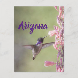 Charming Costa's Hummingbird , Arizona Postkarte