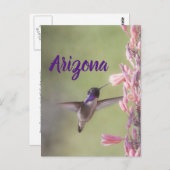 Charming Costa's Hummingbird , Arizona Postkarte (Vorne/Hinten)