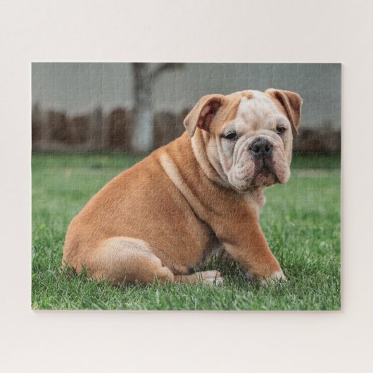 Charming English Bulldog Puppy Puzzle (Horizontal)