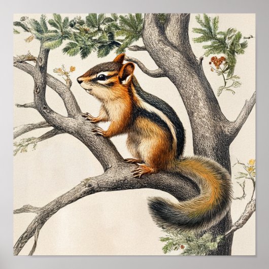 Charming Vintage Illustration eines Chipmunk Poster (Vorne)