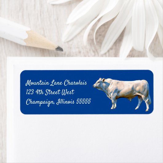 Charolais Bull (Insitu)