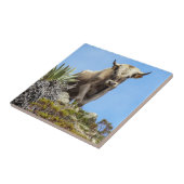 Charolais Bull Fliese (Seite)