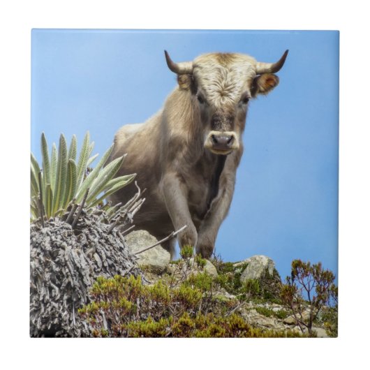 Charolais-Bulle Fliese (Vorderseite)