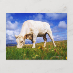 Charolais Cow Grazing, Mannin Bay, Irland Postkarte