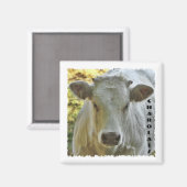 Charolais-Kuhmagnet Magnet (Vorderseite/Rückseite)