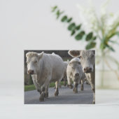 Charolais-Rinder auf der Straße Postkarte (Stehend Vorderseite)