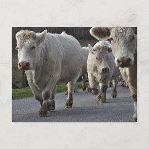 Charolais-Rinder auf der Straße Postkarte