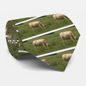 Charolais schüchtern das Weiden lassen auf dem Krawatte (Gerollt)