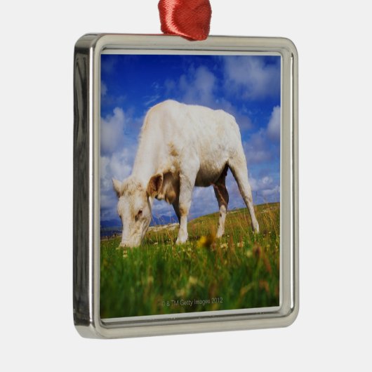 Charolais schüchtern das Weiden lassen, Mannin Ornament Aus Metall (Rechts)