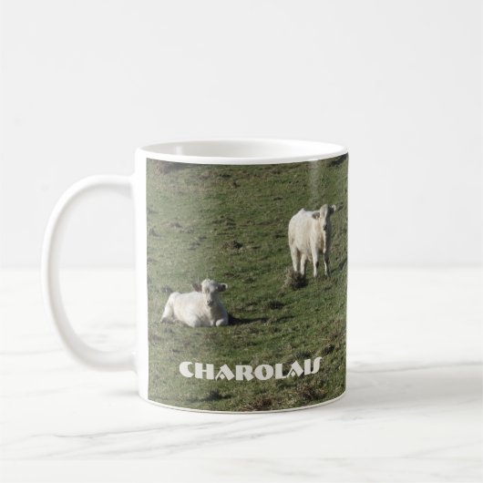 Charolais schüchtern ein und kalben Tasse (Links)