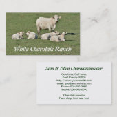 Charolais schüchtern und vier Kälber ein Visitenkarte (Vorne/Hinten)