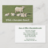 Charolais schüchtern und vier Kälber ein Visitenkarte (Vorne/Hinten)