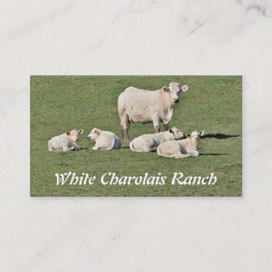 Charolais schüchtern und vier Kälber ein Visitenkarte (Vorderseite)