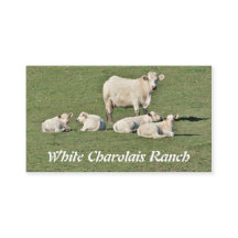 Charolais schüchtern und vier Kälber ein