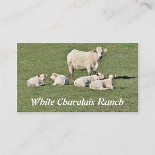 Charolais schüchtern und vier Kälber ein Visitenkarte (Vorderseite)