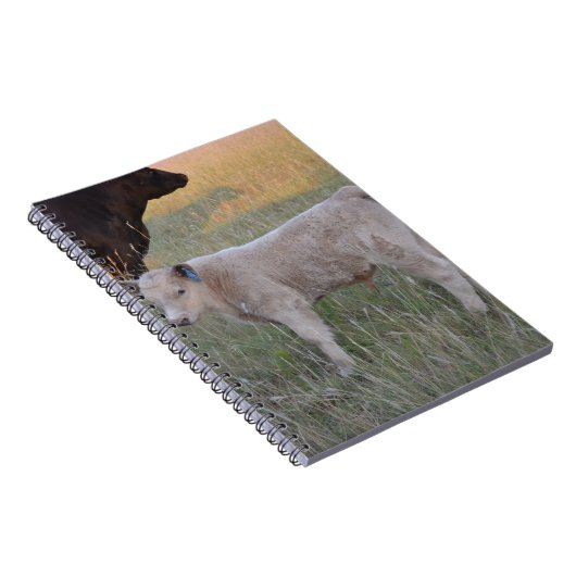 Charolaiskalb Notizblock (Rechte Seite)