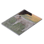 Charolaiskalb Notizblock (Linke Seite)