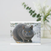 Chartreu im Schnee Postkarte (Stehend Vorderseite)