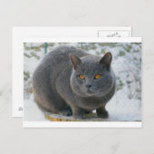 Chartreu im Schnee Postkarte (Vorne/Hinten)