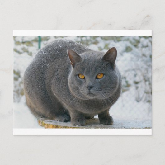 Chartreu im Schnee Postkarte (Vorderseite)