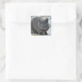 Chartreu im Schnee Quadratischer Aufkleber (Tasche)