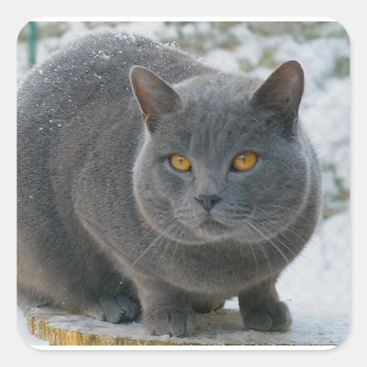 Chartreu im Schnee Quadratischer Aufkleber (Vorderseite)