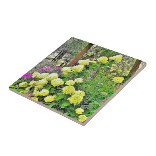 Chartreuse Green Limelight Hydrangea Garden Fliese (Seite)