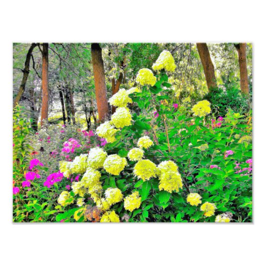 Chartreuse Green Limelight Hydrangea Garden Fotodruck (Vorne)
