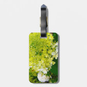 Chartreuse Green, Limelight Hydrangea, Gepäckanhänger (Rückseite vertikal)