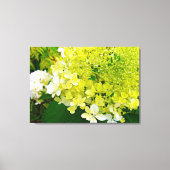 Chartreuse Green, Limelight Hydrangea, Leinwanddruck (Vorderseite)