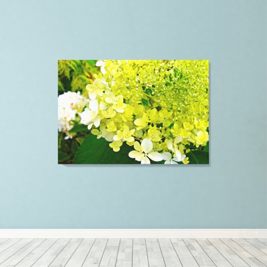 Chartreuse Green, Limelight Hydrangea, Leinwanddruck (Insitu (Holzboden))