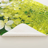 Chartreuse Green, Limelight Hydrangea, Sherpadecke (3/4)
