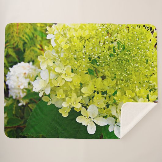 Chartreuse Green, Limelight Hydrangea, Sherpadecke (Vorderseite (Horizontal))
