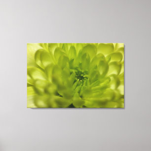Chartreuse Green Mum Wrapped Canvas Leinwanddruck