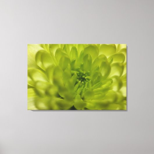 Chartreuse Green Mum Wrapped Canvas Leinwanddruck (Vorderseite)