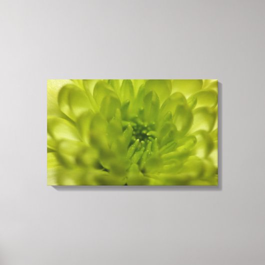 Chartreuse Green Mum Wrapped Canvas Leinwanddruck (Vorderseite)