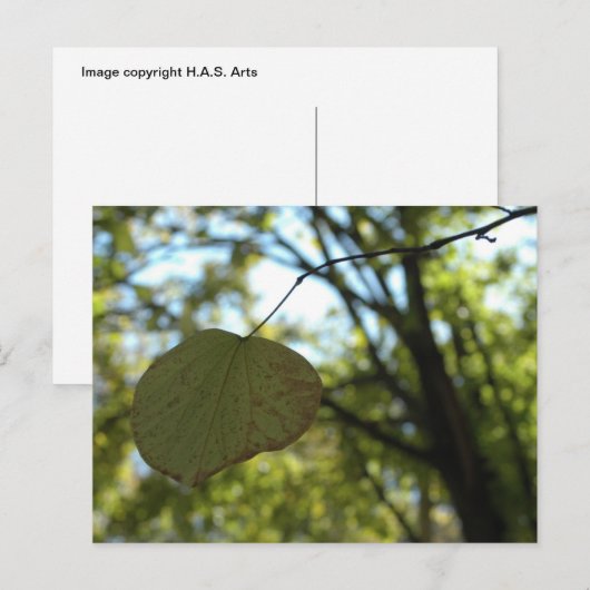 Chartreuse-Ruhe Postkarte (Vorne/Hinten)