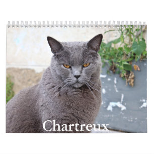 Chartreux-Kalender Kalender