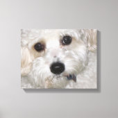 Chase Cavachon Leinwand Wrapped Print (Vorderseite)