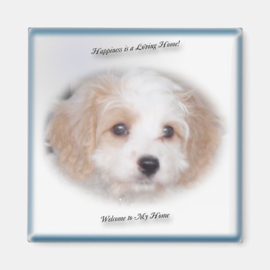 Chase Cavachon Magnet (Vorne)