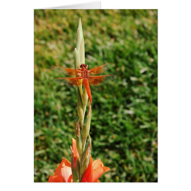 Chase den Drachen (Vorne)