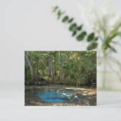 Chassahowitzka Springs, Florida. Postkarte (Stehend Vorderseite)