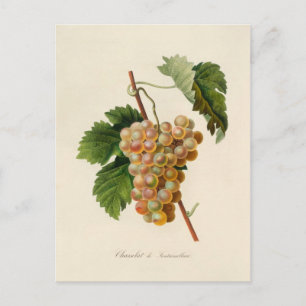 Chasselat de Fontainebleau Postcard Postkarte
