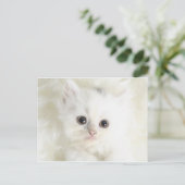 Chat blanc postkarte (Stehend Vorderseite)