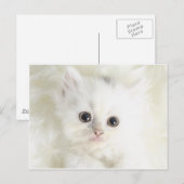Chat blanc postkarte (Vorne/Hinten)