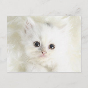 Chat blanc postkarte