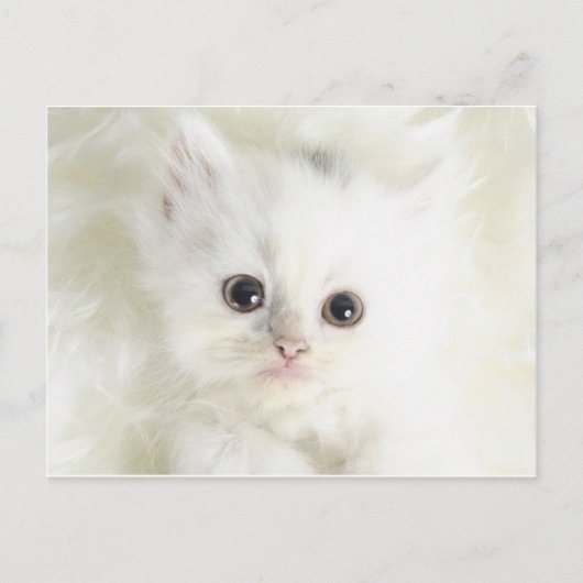 Chat blanc postkarte (Vorderseite)