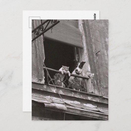 Chat et chien - Robert Doisneau Postkarte (Vorne/Hinten)