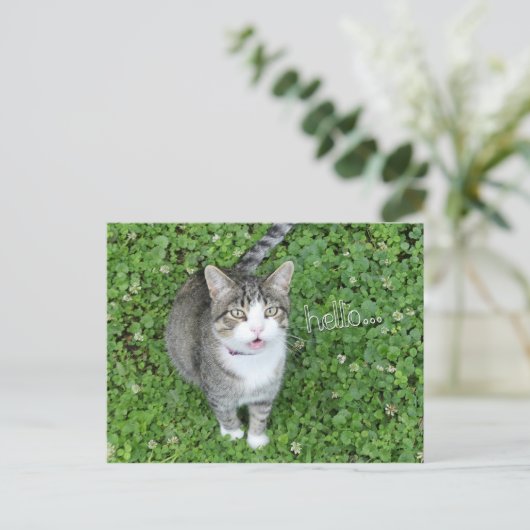 Chat in Clover Sprichwort Hallo Postkarte (Stehend Vorderseite)